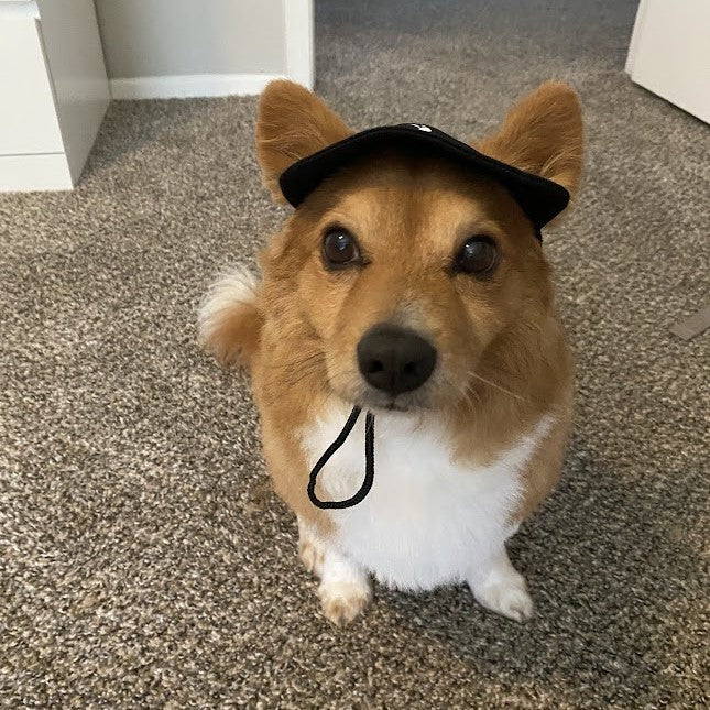 Pet Cap